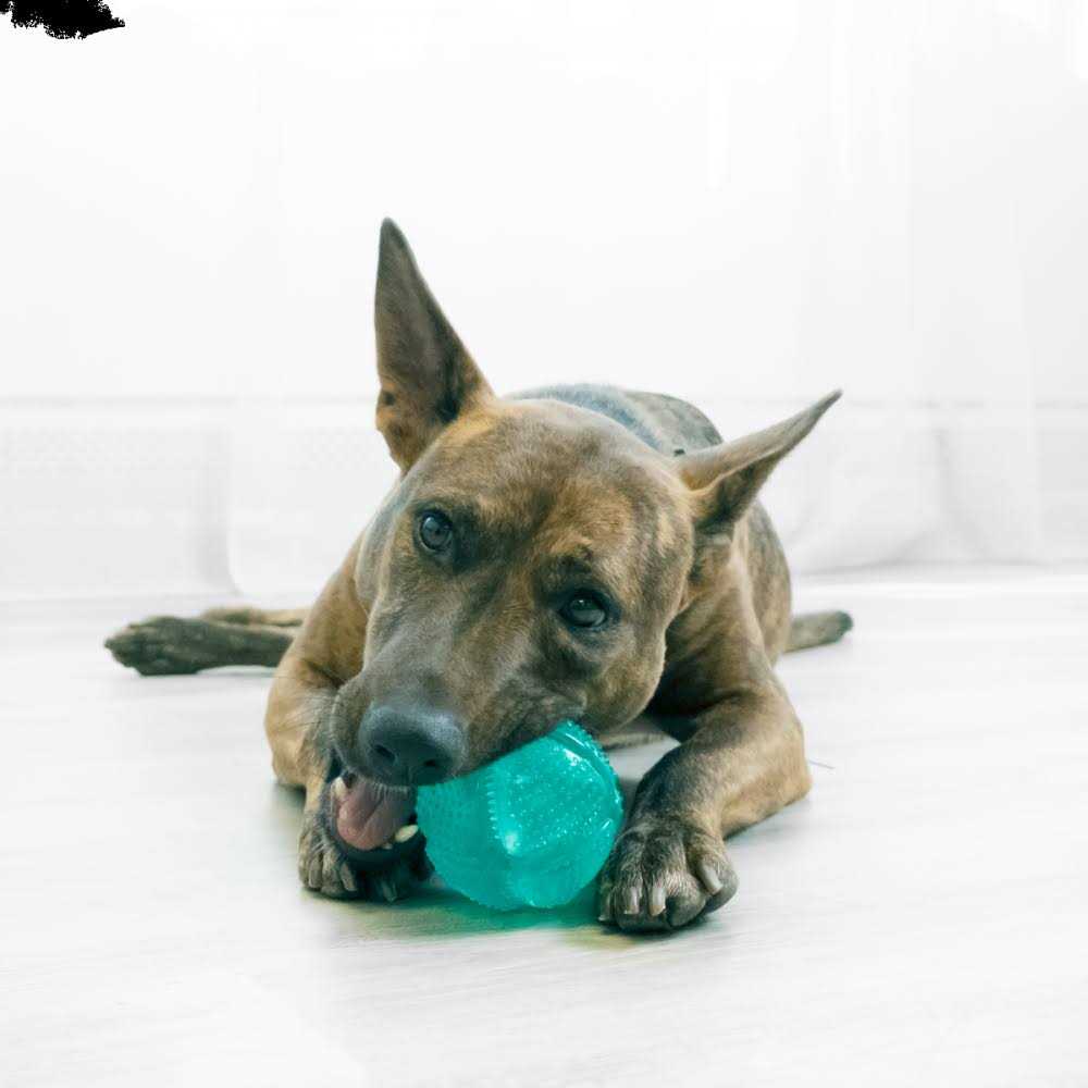 Dental Ball Dog Toy C28773