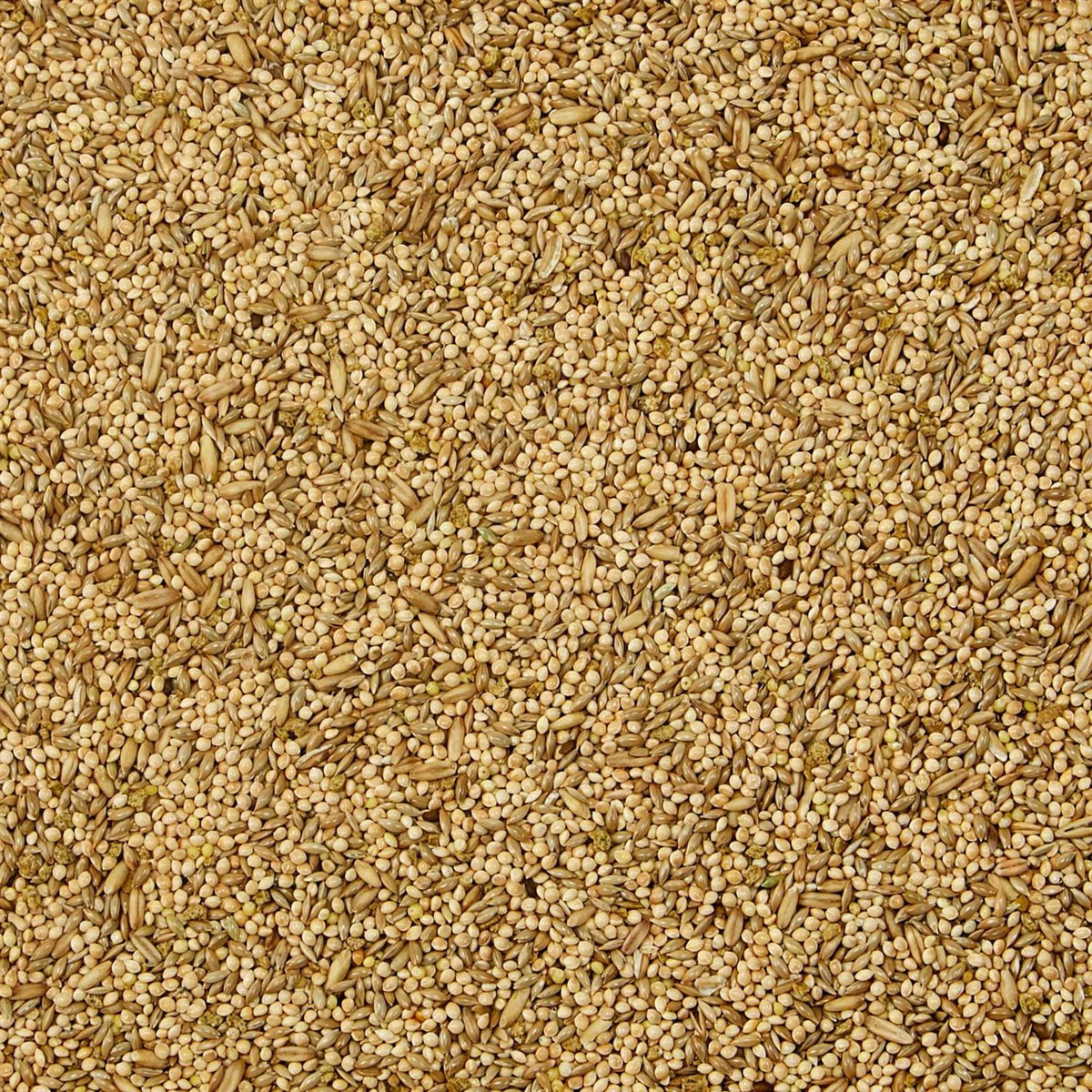 Parakeet Food Y38984