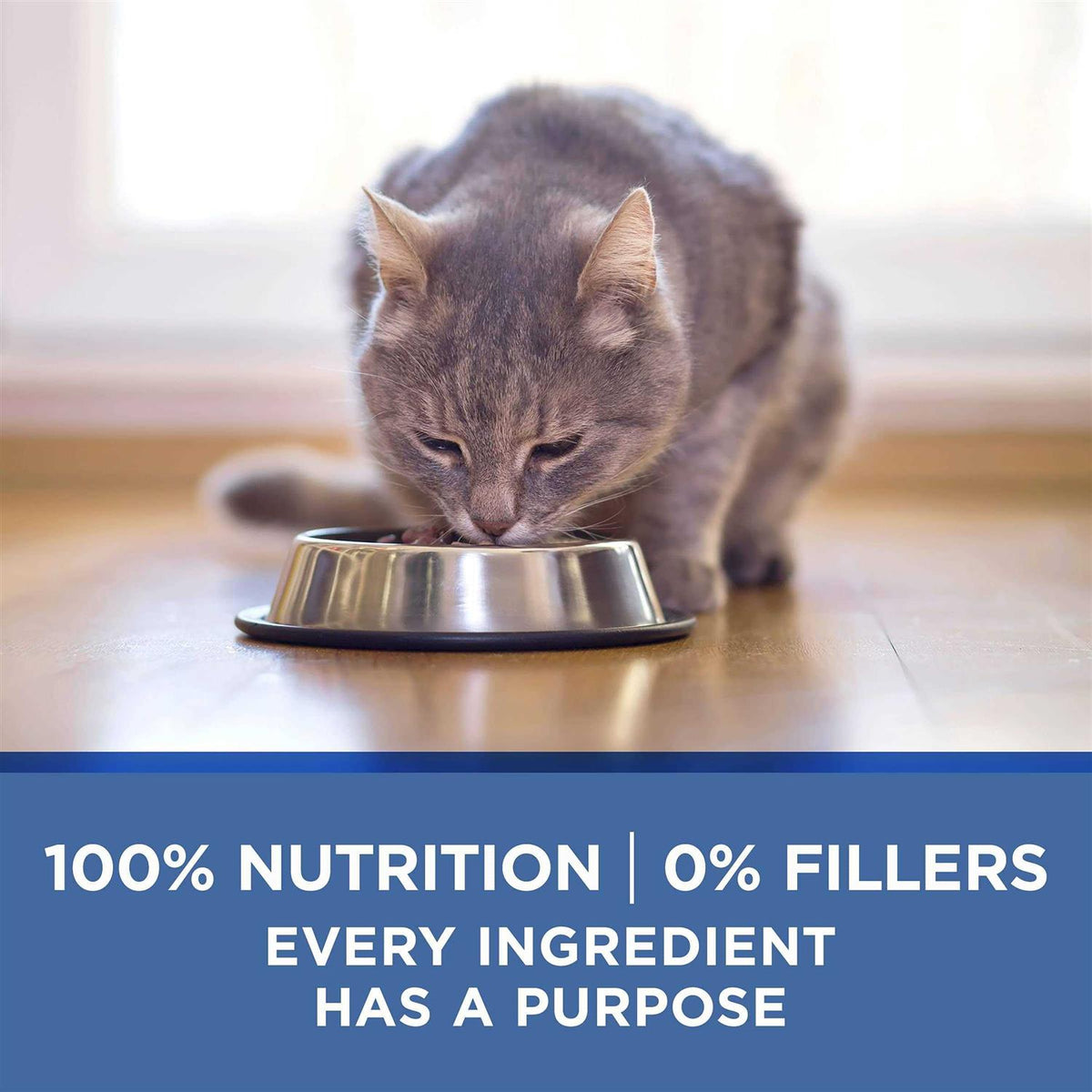 Chicken & Ocean Fish Recipe Pate Wet Cat Food C459567