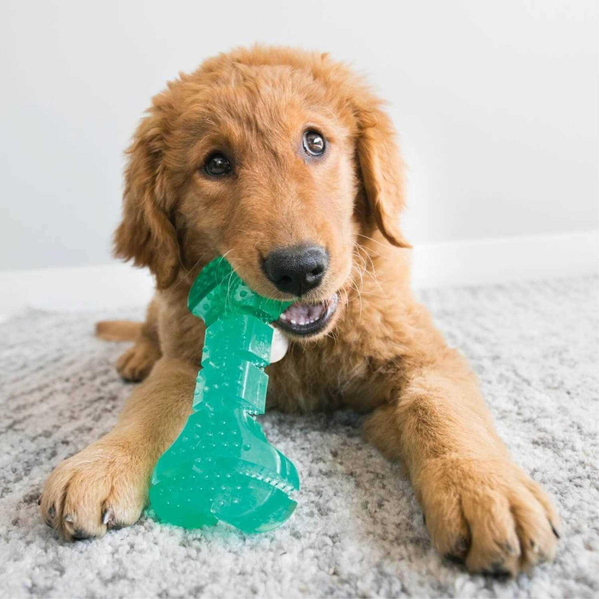Dental Ball Dog Toy C28773