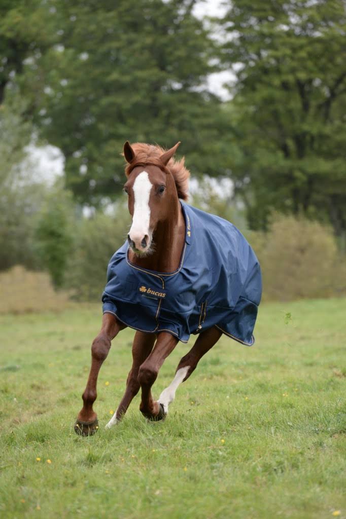 Navy Irish Turnout Extra D137450